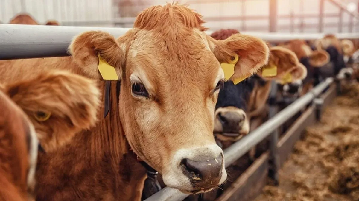 गोवंश से लदा ट्रक ग्रामीणों ने किया जब्त, पुलिस की सक्रियता पर ग्रामीण उठा रहे सवाल