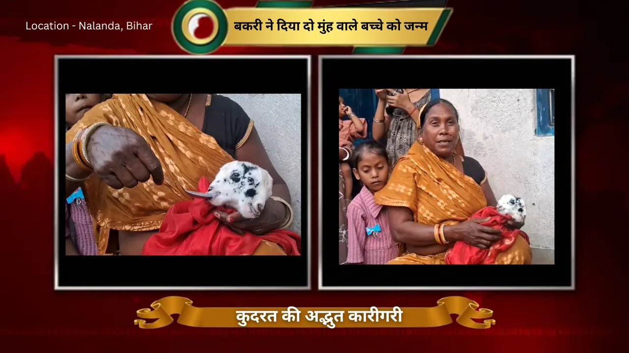 कुदरत की अद्भुत कारीगरी : बकरी ने दिया दो मुंह वाले बच्चे को जन्म, देखने जमकर उमड़ रही भीड़
