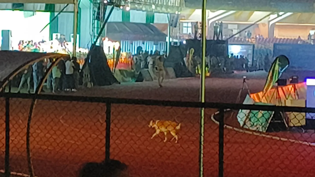 साउथ एशियन एथलेटिक्स चैंपियनशिप के दौरान स्टेडियम में दौड़ता दिखा कुत्ता, सुरक्षा पर उठे सवाल