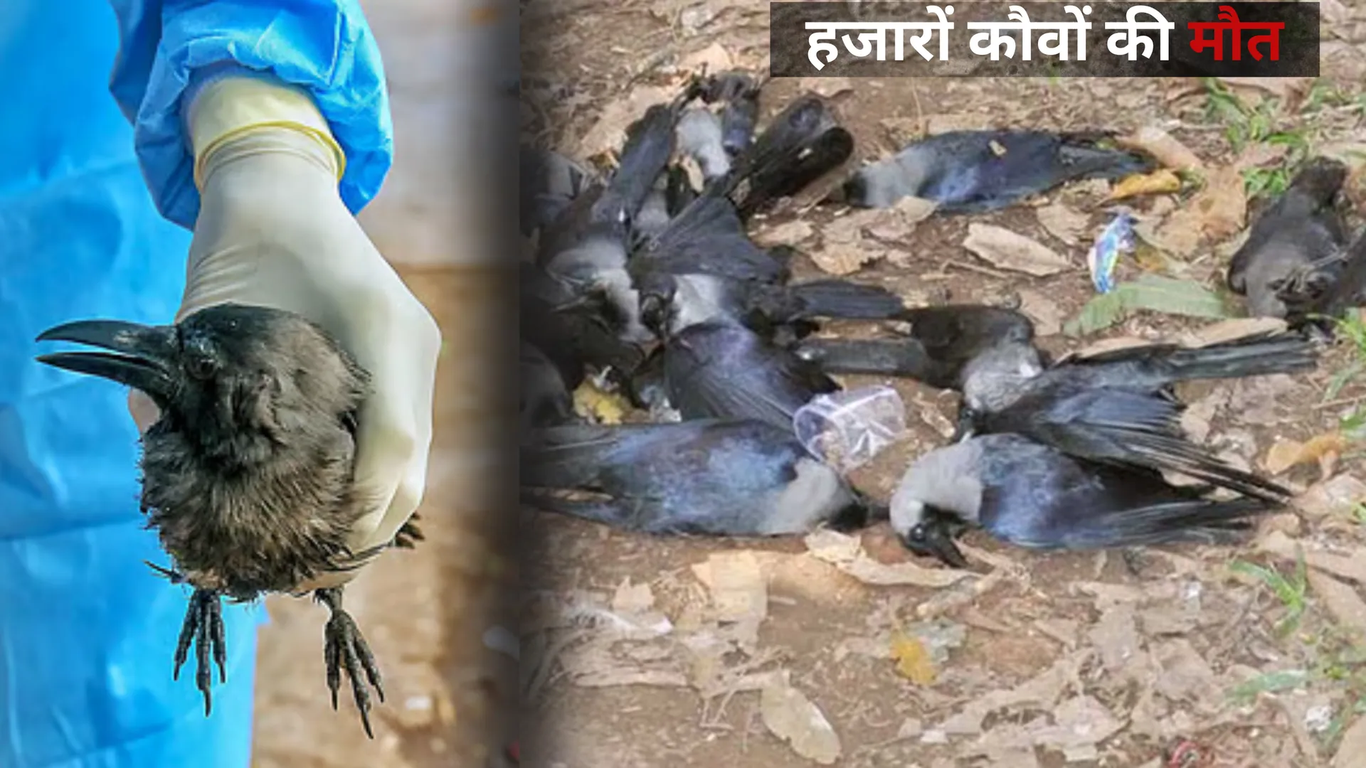 दरभंगा में Bird Flu का कहर, हजारों कौवों की मौत.. दहशत का माहौल