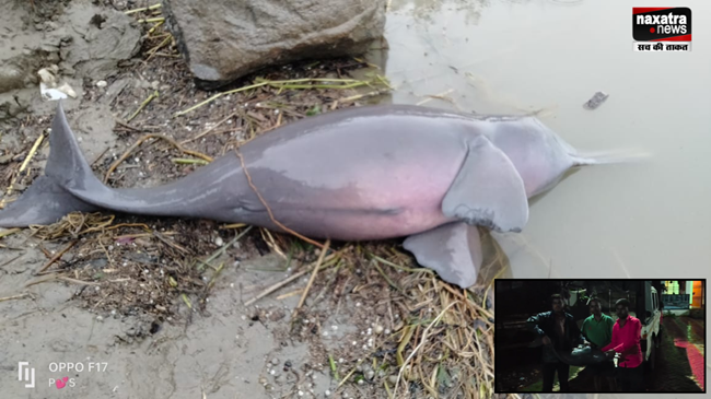 गंगा नदी के तट पर मृत पाया गया डॉल्फिन, जांच में जुटी पुलिस