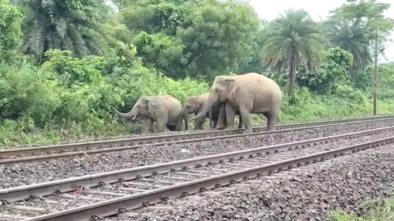 21 लोगों की मौत के बाद टूटी वन विभाग की नींद, दंतैल हाथी को पकड़ने के लिए बड़ा रेस्क्यू ऑपरेशन 