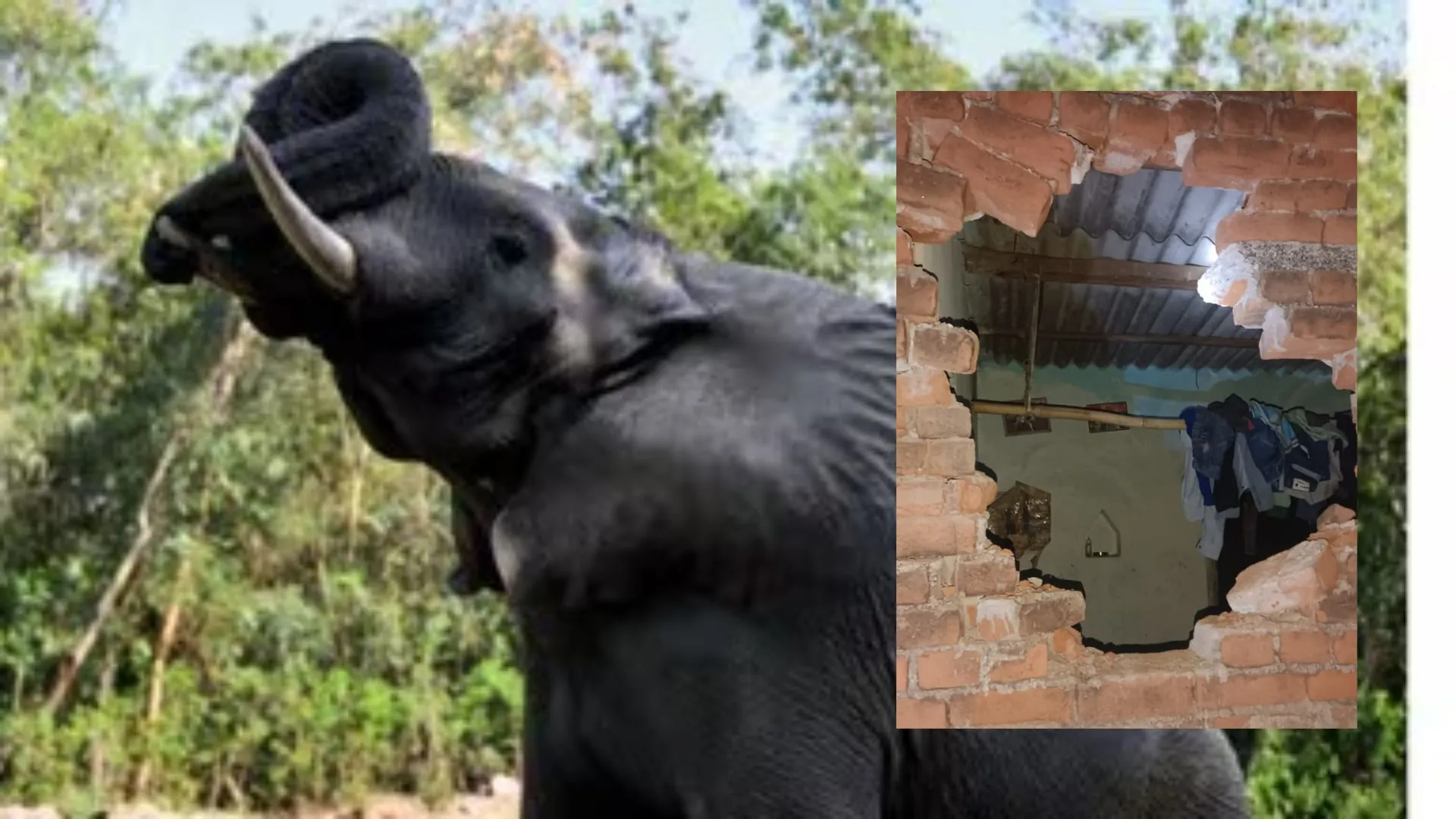 Jharkhand के पीरटांड़ में छाया हाथी का आतंक, कई घरों में की तोड़फोड़, इलाके में दहशत