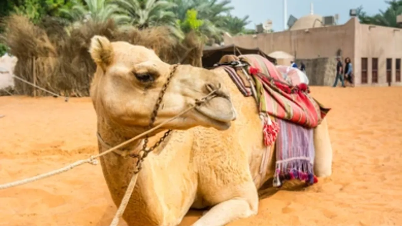 जिसकी मेहनत से पलता था परिवार, उसको मरता छोड़ गया मालिक, वफादार ऊंट ने तोड़ा दम