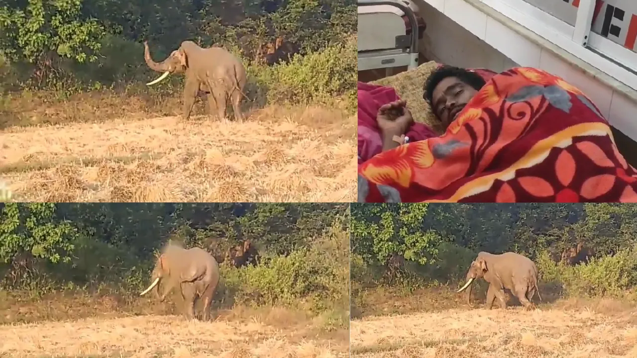 जंगली हाथियों के झुंड़ को खदेड़ रहे युवक को हाथी ने कुचला ! हालत गंभीर