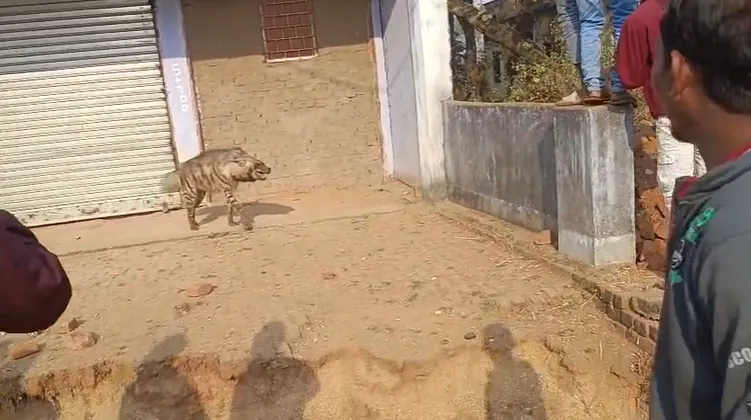 दिनदहाड़े गांव में घुसा लकड़बग्घा, स्कूल परिसर में दहशत, घंटों बाद किया गया रेस्क्यू