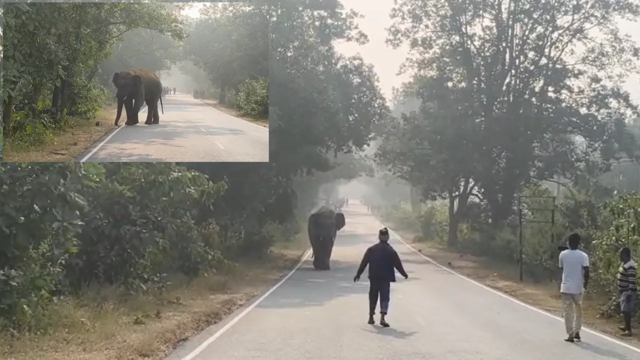सिमडेगा में जंगली हाथियों के तांडव से लोग परेशान, सूचना के बावजूद विभाग की कोई कार्रवाई नहीं