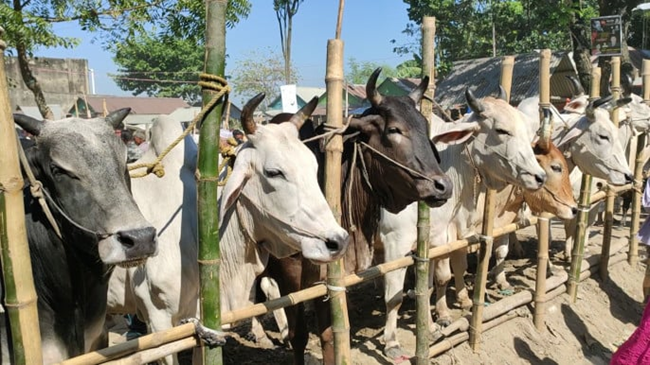 गौतस्करों की बढ़ रही धड़ल्ले से कमाई, पुलिस की नहीं दिख रही चुस्ती