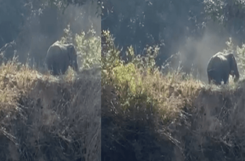 Ranchi: रातू का युवक हाथी के गुस्से का हुआ शिकार.. दर्दनाक मौत, जारी है राजधानी में हाथी का उत्पात