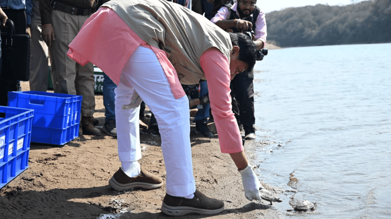 MP के मुख्यमंत्री ने कूनो नदी में छोड़े 53 घड़ियाल और 25 कछुए, कहा- पर्यटन के क्षेत्र में निरंतर आगे बढ़ रहा प्रदेश