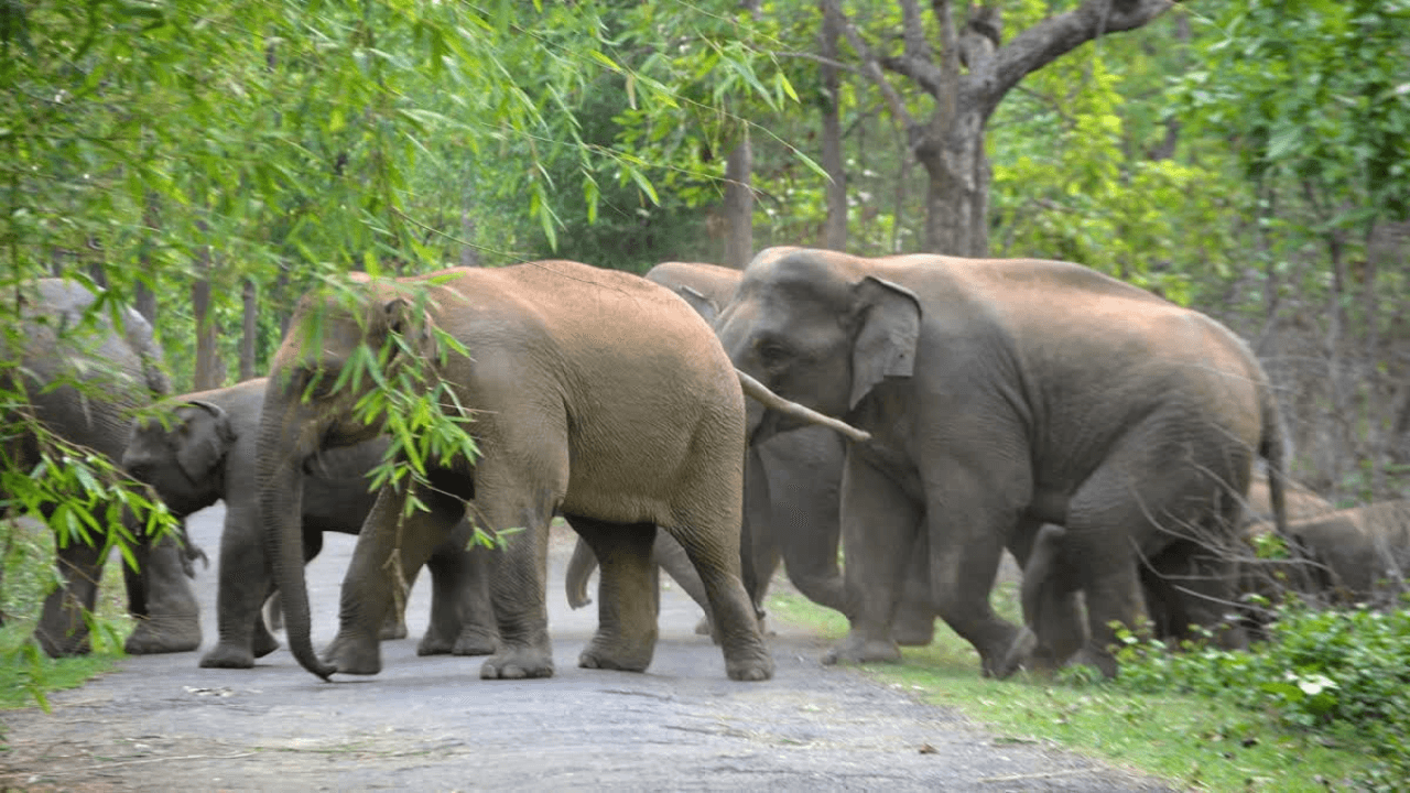 बोकारो में जंगली हाथियों का आतंक जारी, अब 2 लोगों को रौंदकर मार डाला, घायलों से मिलने RIMS पहुंचे मंत्री