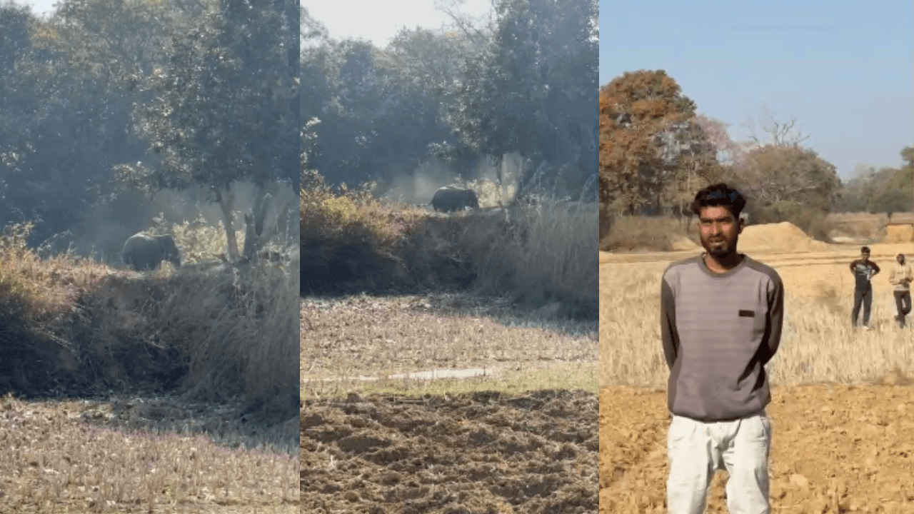 Ranchi में हटिया के बाद अब रातू पहुंचा जंगली हाथी, एक व्यक्ति को कुचलकर मार डाला