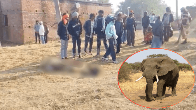 बोकारो के बाद अब Hazaribag में जंगली हाथियों ने मचाया उत्पात, एक ही परिवार के 4 सहित 6 लोगों को रौंदा